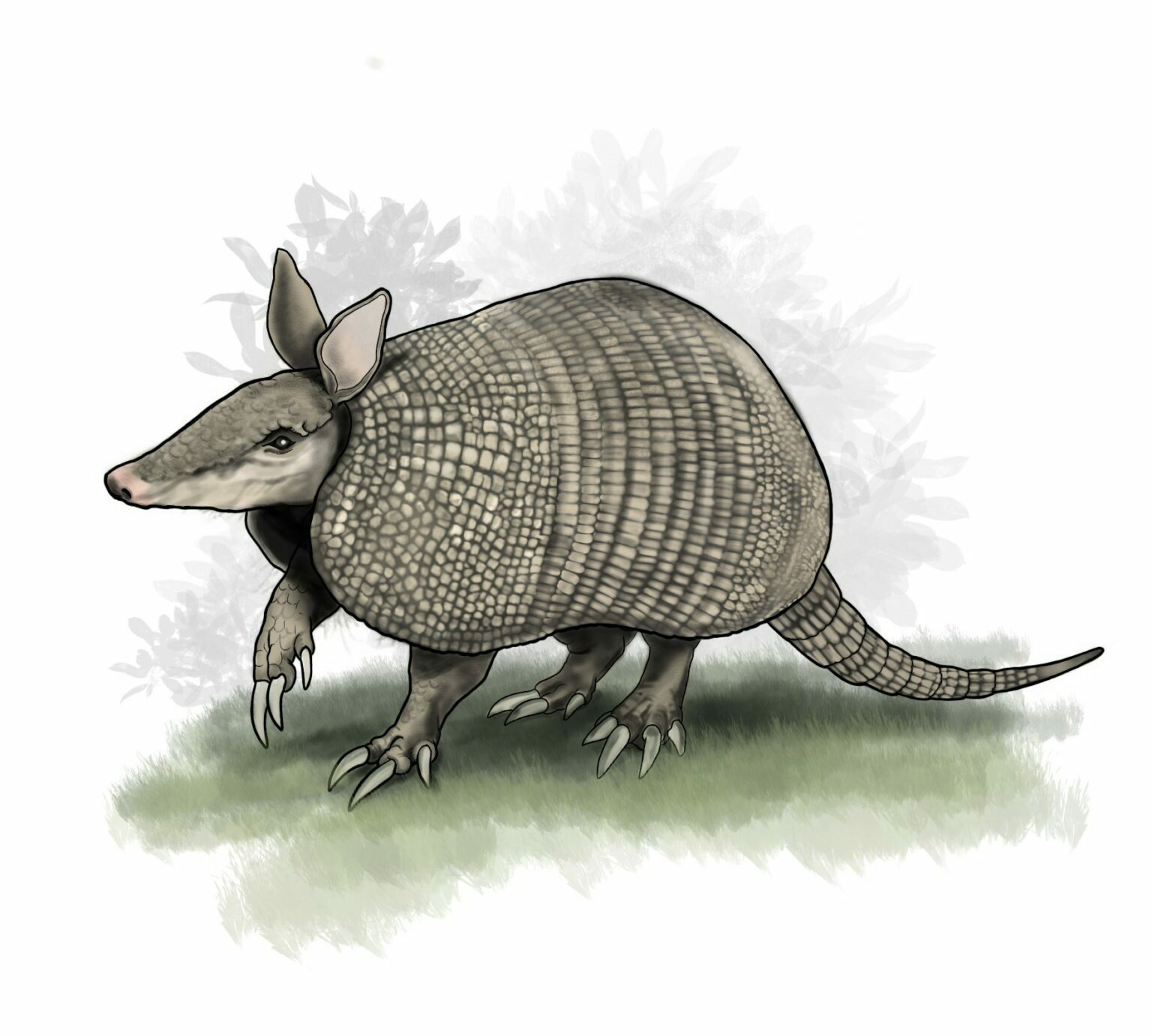 Armadillo de cola desnuda