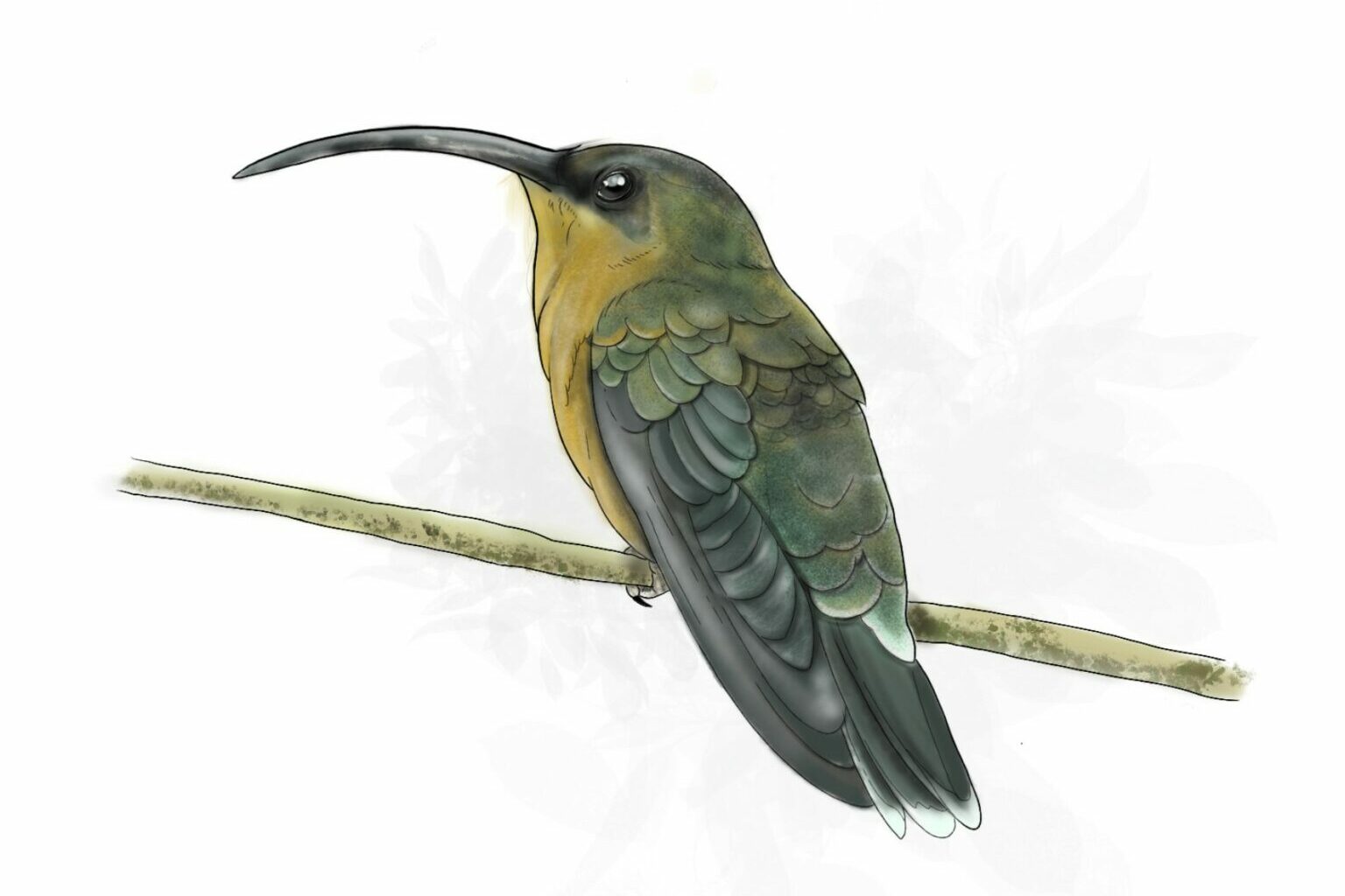 Colibri Bronceado Colibri Bronceado