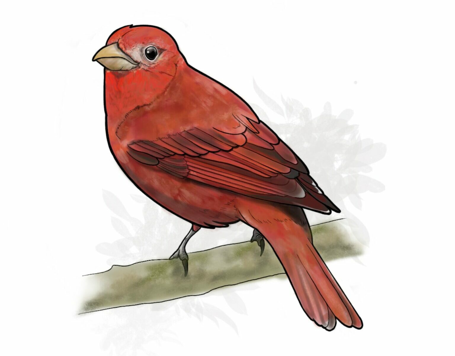 Piranga Roja Piranga Roja