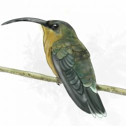 Colibri Bronceado Colibri Bronceado