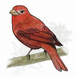 Piranga Roja Piranga Roja